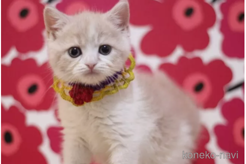 成約済の東京都のスコティッシュフォールド-101311の3枚目